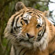 Quantum Tiger Teaser